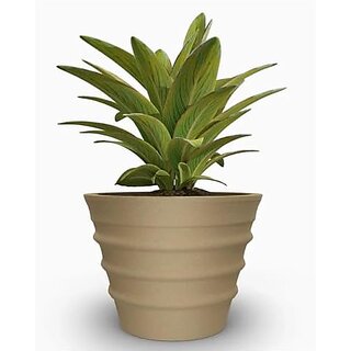 De Gardenia Fox BR 181412 INCH Pots for Plants Highly Durable Fiberstone Lightweight Indoor Outdoor Flower PotGamla Tree Planter Container Planters for Living Room (14 Inch (BR 1114) Beige) De Gardenia Fox BR 181412 INCH Pots for Plants Highly Durable Fiberstone Lightweight Indoor Outdoor Flower PotGamla Tree Planter Container Planters for Living Room (14 Inch (BR 1114) Beige)