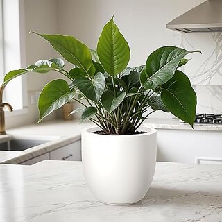 De Gardenia FOXB PCUP Pots for Plants Durable Lightweight Indoor/Outdoor Flower Pot Gamla Tree Planter for Living Room Balcony Garden Office (White 15 Imch) De Gardenia FOXB PCUP Pots for Plants Durable Lightweight Indoor/Outdoor Flower Pot Gamla Tree Planter for Living Room Balcony Garden Office (White 15 Imch)