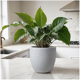                       De Gardenia FOXB PCUP Pots for Plants Durable Lightweight Indoor/Outdoor Flower Pot Gamla Tree Planter for Living Room Balcony Garden Office (Marbale White 15 Imch)                                              