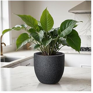 De Gardenia FOXB PCUP Pots for Plants Durable Lightweight Indoor/Outdoor Flower Pot Gamla Tree Planter for Living Room Balcony Garden Office (Grey 24 Inch) De Gardenia FOXB PCUP Pots for Plants Durable Lightweight Indoor/Outdoor Flower Pot Gamla Tree Planter for Living Room Balcony Garden Office (Grey 24 Inch)