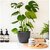 De Gardenia 11 Cm Small Black Plastic Planters Set of 5 | Modern Decorative Nursery Pots for Indoor and Outdoor Garden House Plants Flowers Herbs African Violets