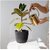 De Gardenia 11 Cm Small Black Plastic Planters Set of 5 | Modern Decorative Nursery Pots for Indoor and Outdoor Garden House Plants Flowers Herbs African Violets
