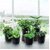 De Gardenia 11 Cm Small Black Plastic Planters Set of 5 | Modern Decorative Nursery Pots for Indoor and Outdoor Garden House Plants Flowers Herbs African Violets