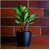 De Gardenia Flower Pots - 4.4 Inch Plastic Flower Pots | Modern Decorative Indoor Outdoor Planters/Pots - Plant Not Included - Pack of (3 Black)