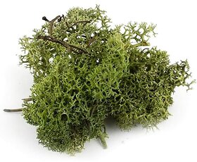 De Gardenia Preserved Reindeer Moss Natural Multicolored Moss for Crafts DIY Arts Home and Office Wall Decor  Bulk 100g to 1000g Packs (Deep Green 200g)