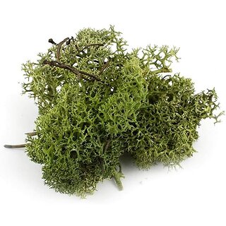                       De Gardenia Preserved Reindeer Moss Natural Multicolored Moss for Crafts DIY Arts Home and Office Wall Decor  Bulk 100g to 1000g Packs (Deep Green 200g)                                              