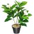 De Gardenia Artificial Magnolia Plant - 18 cm White Flowers with Black Pot Green Leaves - Tabletop Home and Office Decor