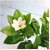 De Gardenia Artificial Magnolia Plant - 18 cm White Flowers with Black Pot Green Leaves - Tabletop Home and Office Decor