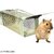 Metal Rat Trap Cage Mouse Pinjra Pack of 1 pic