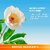 Lotus Herbals Safe Sun Uv Shield Whitening Gel Cream  Spf 50  Pa +++  Uva  Uvb ProtectionNon Oily 100G (Pack Of 2)