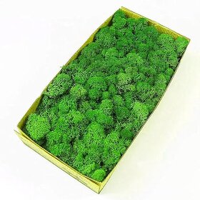De Gardenia Preserved Reindeer Moss Natural Multicolored Moss for Crafts DIY Arts Home and Office Wall Decor Bulk 100g to 1000g Packs (Dark Green 100g)