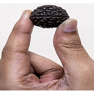                       One Mukkhi Rudraksha With Lab Certificate 100 Natural  Original beads wood                                              