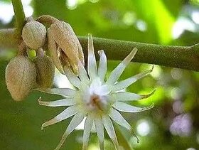 Spanish cherry flower (Mauisari) ( Magizham poo)