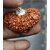 21 mukhi rudraksha silver plated pendant with metal chain  with lab certificate