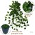 De Gardenia Artificial Plants with Pot Leaves Hanging Ivy Garlands Plant Greenery Vine Creeper Home Decor Door Wall Balcony Decoration Party (2 Pcs Money Plants With1 Black Plastic Pot) DGH S4O1