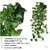 De Gardenia Artificial Plants with Pot Leaves Hanging Ivy Garlands Plant Greenery Vine Creeper Home Decor Door Wall Balcony Decoration Party (2 Pcs Money Plants With1 Black Plastic Pot) DGH S4O1