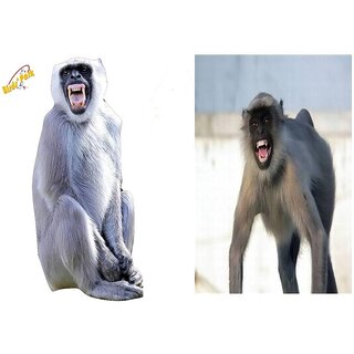                       Langur Poster 2 pcs - Good to get rid Off from Monkey Size 3x3 feet Each Poster with Gulel and Marble Ball Birds' Park                                              