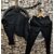 Mens Formal Shirt  Track Pant Combo  Stylish, Comfortable  Versatile Daily Wear