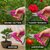 Garden Pruning Shears for Plants Stainless Steel Sharp Blade Cutter with Safety Lock  Ergonomic Grip Handle Multi Color
