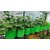 (Pack of 5) GML Grow Bags 12x12 inches, 240 GSM Strong, Terrace Gardening Vegetable Planting Bag