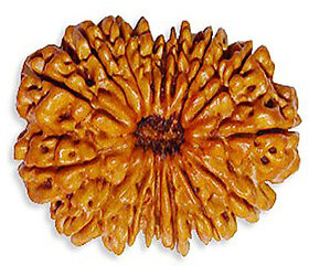 14 mukhi Rudraksha Beads, 14 mukhi Nepali Rudraksha