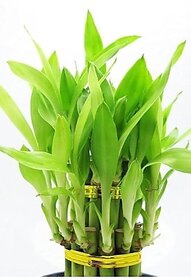 SURABHI STORES LUCKY BAMBOO LIVE PLANT 10 STICKS