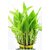 SURABHI STORES LUCKY BAMBOO LIVE PLANT 10 STICKS