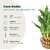 SURABHI STORES LUCKY BAMBOO LIVE PLANT 10 STICKS