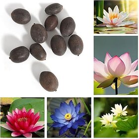Lotus Flower Seeds for Home Water Garden, Pond and Container Planting Pack of 50