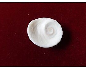 White Gomati Chakra Small In Size	 Kznrp003