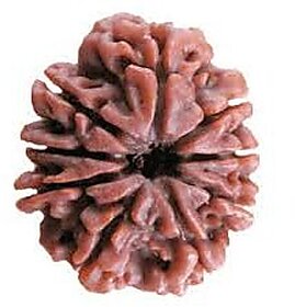100 Percent Original Natural 9 Mukhi Face Rudraksha