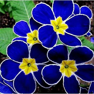Seeds-Garden Rare Blue Evening Primrose Easy To Plant Potted Flower