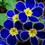 Seeds-Garden Rare Blue Evening Primrose Easy To Plant Potted Flower