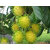 Tropical Fruit Yellow Rambutan / Nephelium lappaceum Healthy Live plant 1 nos