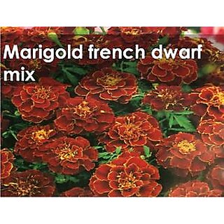 Seeds-Green Octane Marigold French Mix Flower