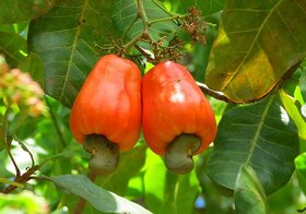 Cashew Nut (Kaju) Tree Seeds
