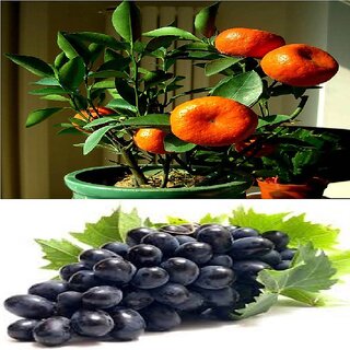                      Bonsai Orange + Grapes Fruit Plant Seeds                                              