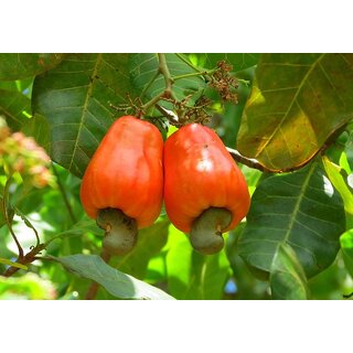                       Cashew Nut (Kaju) Tree Seeds                                              