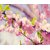 Japanese Sakura + Cherry Blossom Bonsai Tree Seeds