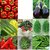 Vegetable Hybrid Combo Pack of 9 type of Seeds
