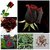 Rose Mix  + Attractive Bonsai Red  Black Rose Plant Seeds