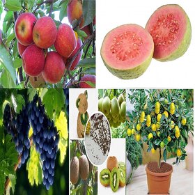 Imported Bonsai 5 types of Fruit Tree Seeds