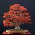 VasuWorld American Maple Bonsai Tree Seeds