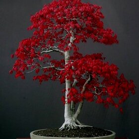 Beautiful Imported Japanese Red Maple Bonsai Tree Seeds