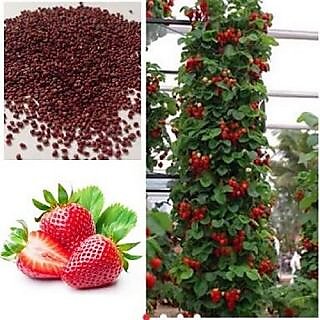 Attractive Climbing Strawberry Plant Seeds