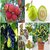 Combo of 6  Bonsai Fruits Tree Seeds