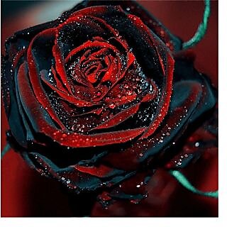 Attractive Bonsai Red  Black Rose Plant Seeds