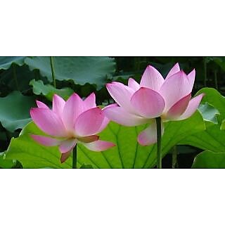 Lotus Water Flower Plant Seeds