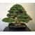 Bonsai Green Pine Tree Seeds