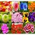 Beautiful Combo 10 Types Winter Season Flower Plant  Seeds